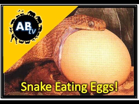 Snakes Eating Eggs! The Python Hunter : AnimalBytesTV