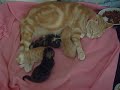 Chatons Abitboléens Chatons Abitboléens
