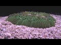 RT @lectronice: #cthulhu may actually exist (but he's rather small and almost cute) http://t.co/qWXZ7sUj #coral #biology #animals