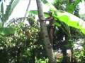 Sawah-tocht Bali 2010