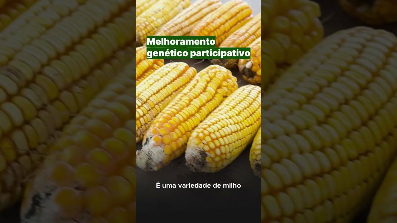 Projeto Raízes Agroecológicas