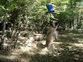 Cassi the Flying Dog Part 2 - Flying