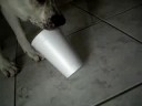Chopper VS cup