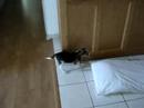 Codie and Peanut #1