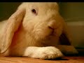 A video of my white floppy eared bunny, Mr.B