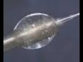 Boiling water with a soldering iron in microgravity