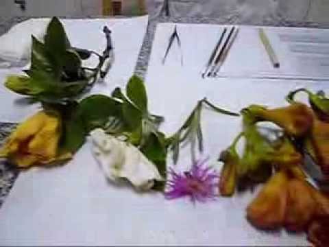 gametos - El polen es una microspora de la planta con flor, formada en los estambres y portadora de los gametos masculinos. Experiencia práctica de laboratorio realiza...
