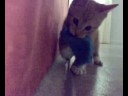 Zeke's blue cloth