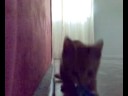 Zeke's blue cloth