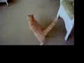 lynx on the porch