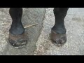 'Numpty' (four good feet)