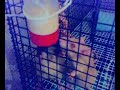 Tammi & Sandee Having Soya Milk