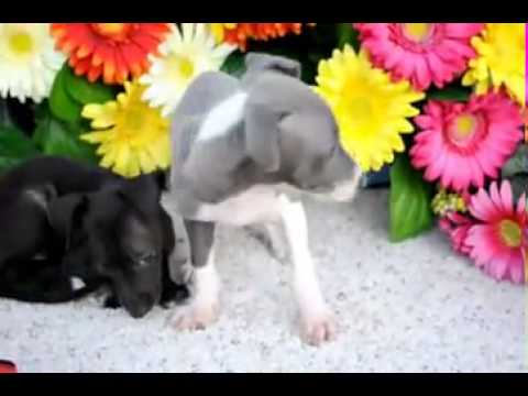 Zeek Italian Greyhound (video) shipping included