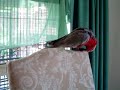 Spike the Galah Spike the Galah