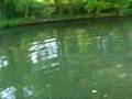 videos de Sunrise Kayaking on Regents Canal