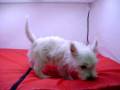 videos de Westy Macho COV REF:114