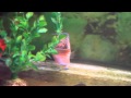 Kamfa Thailand by ZOCURE KF.8