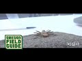 Six-Eyed Sand Spiders Lunge for Lunch