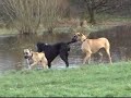 Great  Danes at the Park