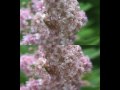 3D Waltz of the Flowers (YouTube 3D HD Test)