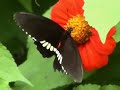 Butterfly Fart
