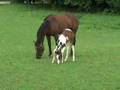 videos de 2008 Colt by Sempatico M - 4 Weeks