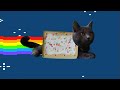 Real life  tart cat (Nyan cat)