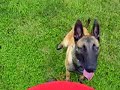 Diesel Retrieving Lesson