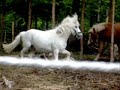 Horses gone wild Horses gone wild