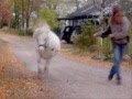 Horses gone wild