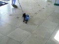 Min Pin Spaz in Cowboy Boots.flv