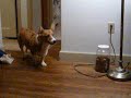 眠りイヌ動画