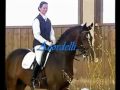 Dressurpferde- Dressagehorses