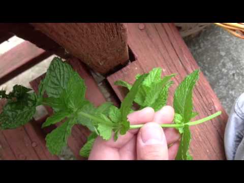 how to harvest mint