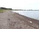 Very short Shelties  chasing waves video
