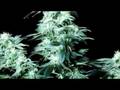 Barrie Gold - Bryan Rason - mai-taiProductions.ca 04 - original