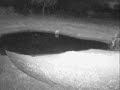 Rhinos & Hyena on Africam