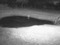 Rhinos & Hyena on Africam