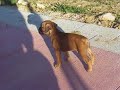 tayson boxer dorado