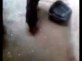 videos de Meu Cachorro Pensa Que é Gente