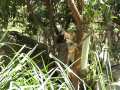 Pumek with Koala