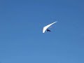hang-gliding-mcclureyou-know-himyou-love-himheers-brian.html