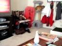 Puggle Vs. Kitten