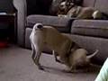 The Two Meanest Dogs Ever ....No Just Kidding