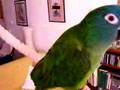 My crazy blue crown conure.
