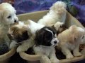 Bikki Bear Pups