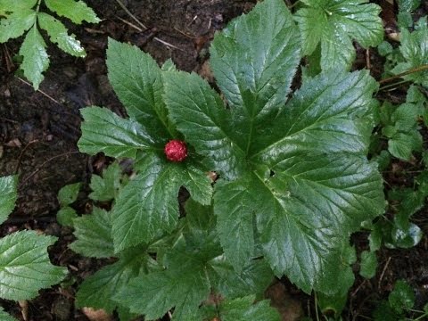 how to harvest goldenseal