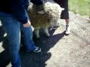 Shaw Island Sheep Herding