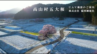 UAV撮影【高山村五大桜】①