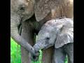En Elefant Balanserade